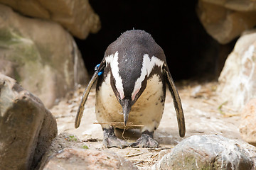 Image showing African penguin collecting nesting material