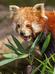 Image showing The Red Panda, Firefox or Lesser Panda