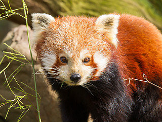 Image showing The Red Panda, Firefox or Lesser Panda