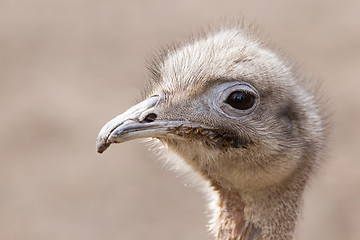 Image showing Darwin's Rhea (Rhea pennata)