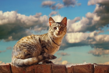 Image showing cat on the roof