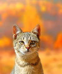 Image showing cat portrait over autumn colors background