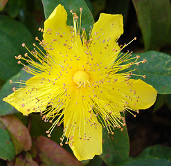 Image showing Beautiful Yellow Flower