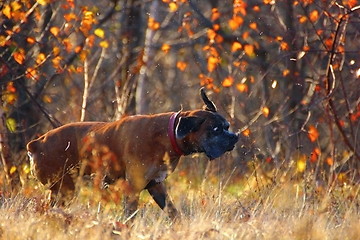 Image showing dog shaking water off