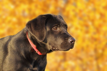 Image showing portrait of a young labrador