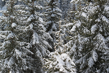 Image showing Winter pine
