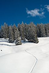 Image showing Snowshoe traces