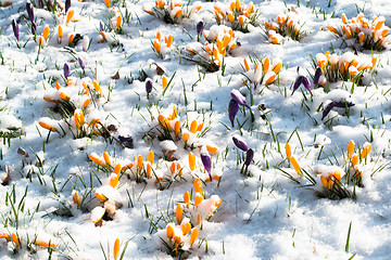 Image showing crocus flowers in snow