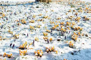 Image showing crocus flowers in snow