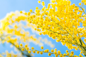 Image showing Spring bouquet with a branch of a blossoming acacia tree
