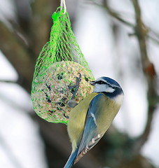 Image showing bird