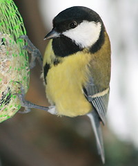 Image showing bird