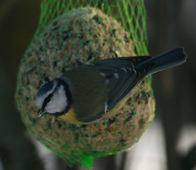 Image showing bird