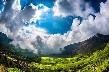 Image showing Tea plantations in India