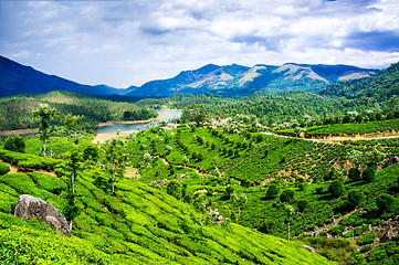 Image showing Tea plantations in India