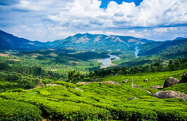 Image showing Tea plantations in India