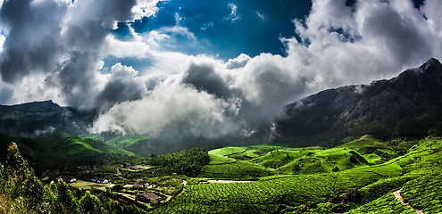 Image showing Tea plantations in India