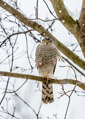 Image showing Peregrine Falcon (Falco peregrinus).