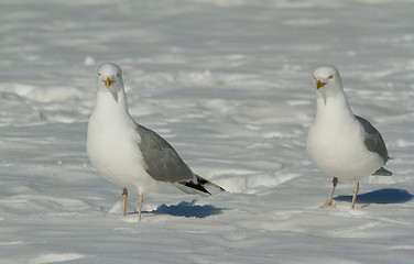 Image showing Herring gull in the snow