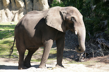 Image showing Huge male African elephant walking around