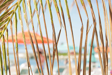 Image showing Watching the summer behind a palm leaves