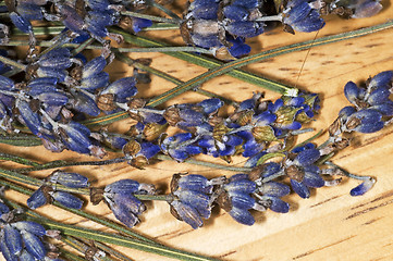 Image showing Lavender