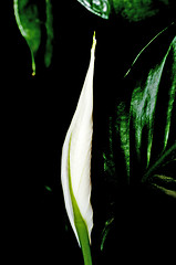 Image showing Peace lily