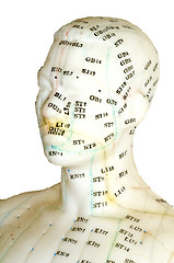 Image showing Acupuncture  model