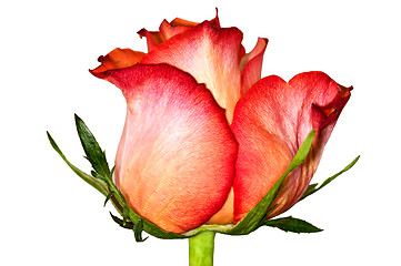 Image showing rose