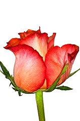 Image showing rose