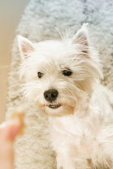 Image showing West highland white terrier