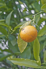 Image showing mandarin on the branch