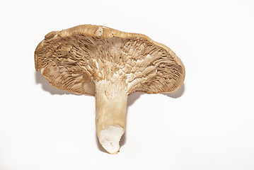 Image showing Pleurotus eryngii