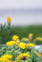 Image showing yellow flowers of a succulent plant