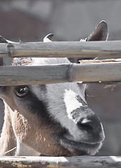 Image showing Young goat in the reeds