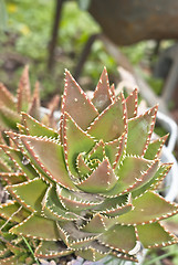 Image showing aloe