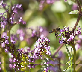 Image showing bee on flower