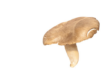Image showing Pleurotus eryngii