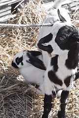 Image showing Black and white goatling and rabbit