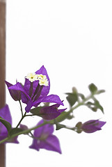 Image showing purple Bougainvillea Flowers