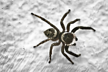 Image showing Spider