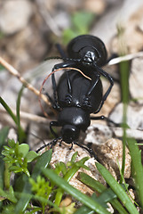 Image showing Mating Beetles