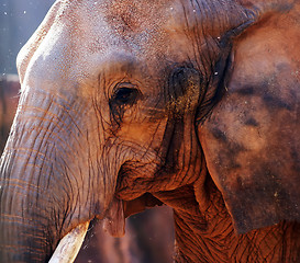 Image showing Close-up portrait of an elephant