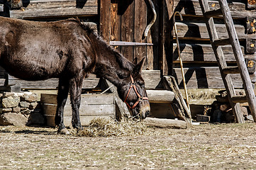 Image showing horse standing near a stable