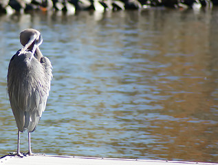 Image showing Blue heron stands in shallow water while preening feathers