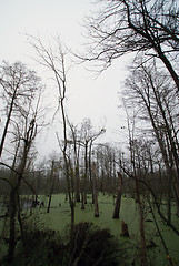 Image showing trees in the swamp