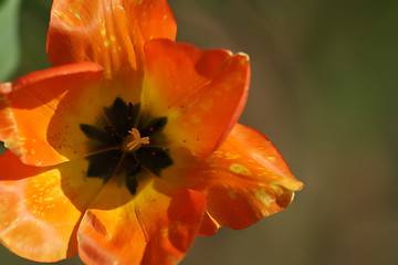 Image showing red tulips with yellow edges on dark background