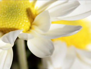 Image showing Close up of white daisy
