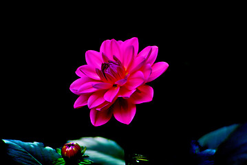 Image showing Colorful dahlia flower red with black background