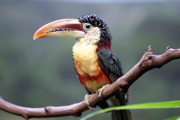 Image showing tucan bird sitting on branch at the zoo